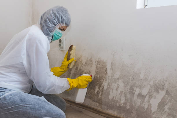 Certified Mold Removal in Purdy, MO