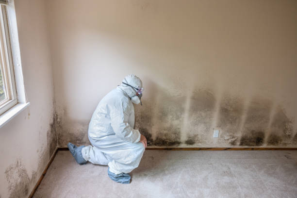 Best Commercial Mold Removal  in Purdy, MO